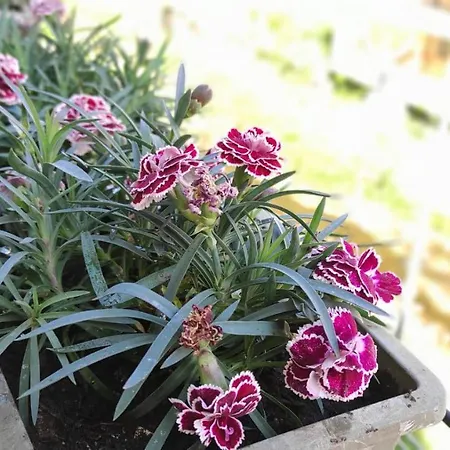 Apartment I La Casa Almar *