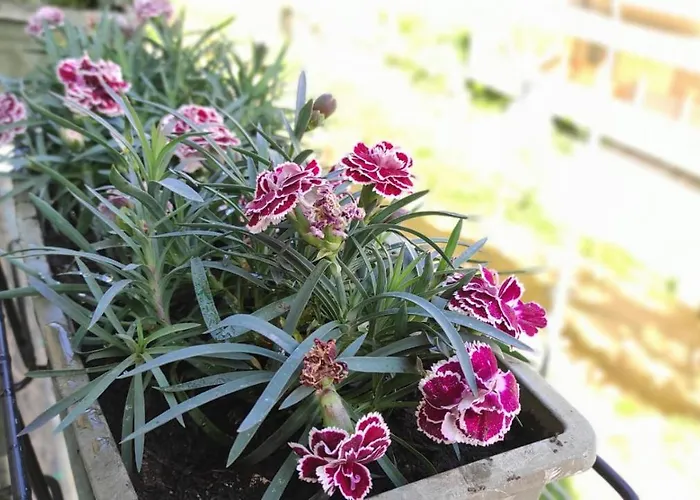 Appartement I La Casa Almar *